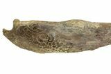 Cretaceous Fossil Crocodilian (Borealosuchus) Jaw - South Dakota #145758-1